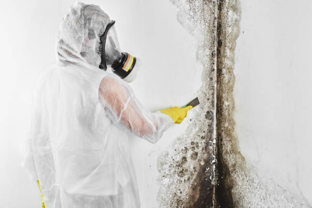 Mold Removal and Inspection in Brown Deer, WI