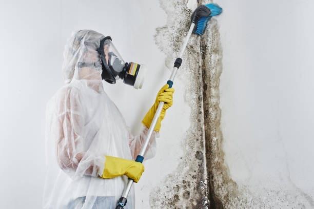 Trusted Brown Deer, WI Mold Removal Experts