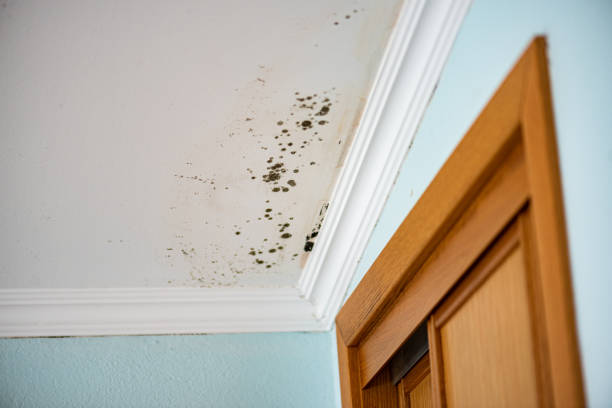 Home Mold Removal in Brown Deer, WI
