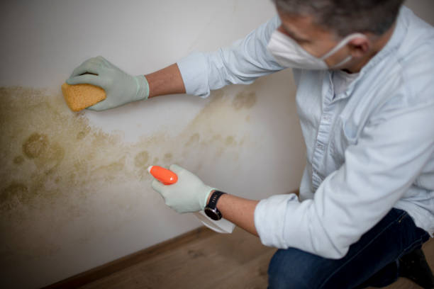 Best Local Mold Removal Service  in Brown Deer, WI