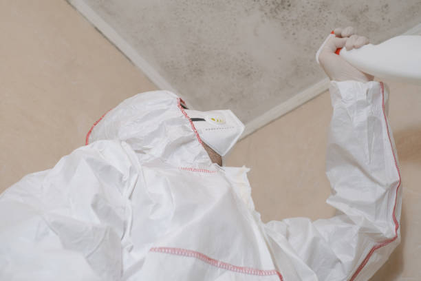 Best Fast Mold Removal  in Brown Deer, WI