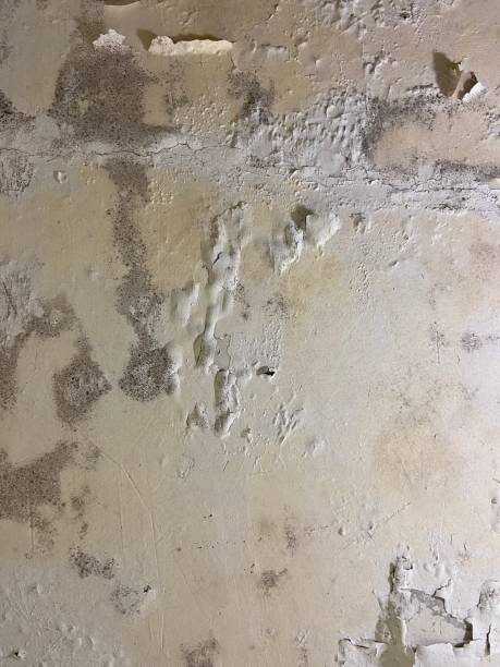 Best Mold Testing  in Brown Deer, WI