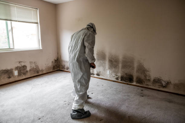 Best Best Mold Removal Companies  in Brown Deer, WI