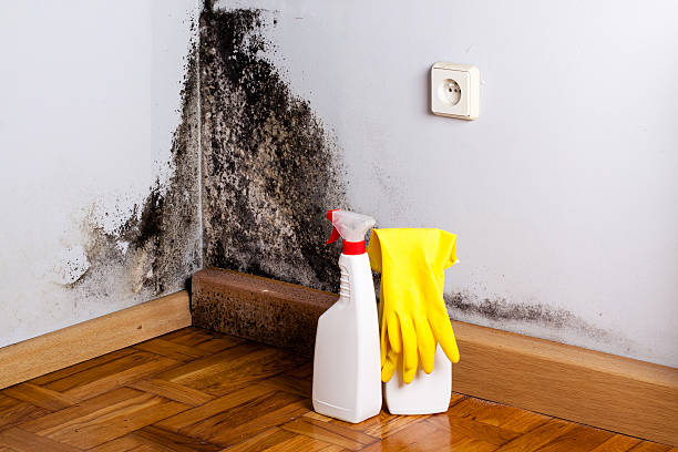 Attic Mold Removal in Brown Deer, WI