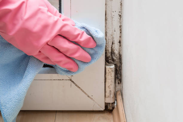 Best Toxic Mold Removal  in Brown Deer, WI